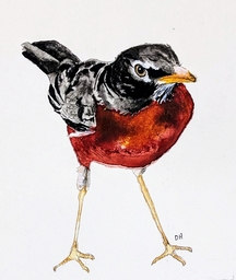 Robin